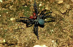 Insignis: Mouse spider - male, a burrowing spider