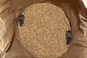 Musculus: Mouse in a wheat bag