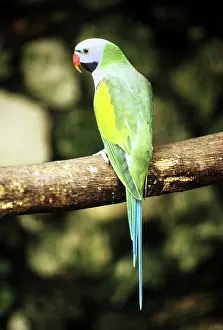Parakeets: Moustache Parakeet
