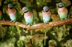 Parakeets: Moustache Parakeets