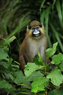 Guenon: Moustached Guenon / Moustached Monkey - controlled