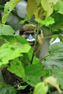 Guenon: Moustached Guenon / Moustached Monkey - controlled