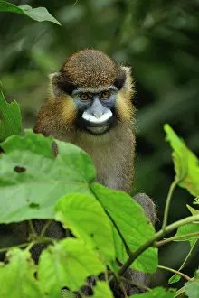 Guenon: Moustached Guenon / Moustached Monkey - controlled