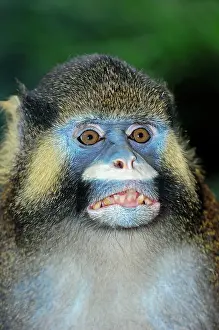 Simiae: Moustached Guenon or Moustached Monkey, portrait