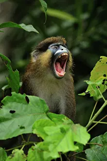 Guenon: Moustached Guenon / Moustached Monkey - yawning