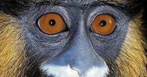 Guenon: Moustached Monkey (cercopithecus cephus) or Must