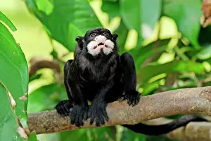 Tamarins: Moustached Tamarin / Spix's Moustached Tamarin