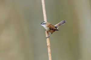 Reed: Moustached Warbler - Spain