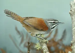 Thryothorus: Moustached Wren - perched on branch