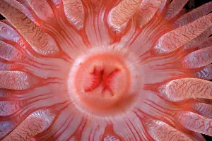 Damselfishes: Detail of the mouth of a Crimson anemone - Vancouver Island