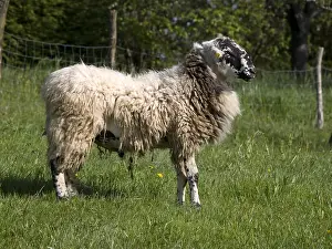 Doubs: Mouton Rava of race in pre Doubs France