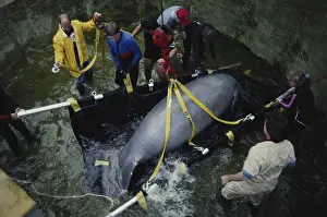 Zoological: Moving a Manatee