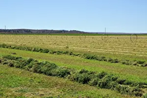Mowed: Mowed Alfalfa Field