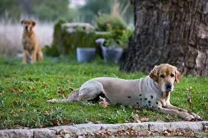 Shearing: Mowed Golden Retriever dog lyigng in the meadow France