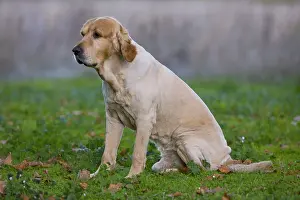 Shearing: Mowed Golden Retriever dog sitting in the meadow France