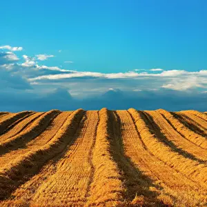 Stubble: Mowed stubble field during harvest, summer landscape