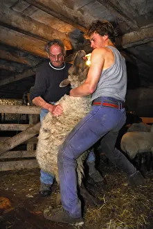 Shearing: Mowing a Sheep in a sheepfold Auvergne France