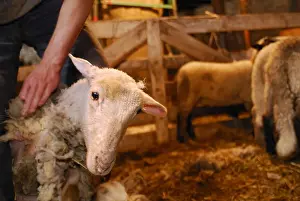 Tranquillity: Mowing a Sheep in a sheepfold Auvergne France