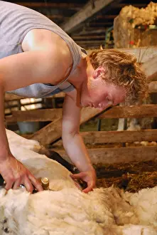 Shearing: Mowing a Sheep in a sheepfold Auvergne France