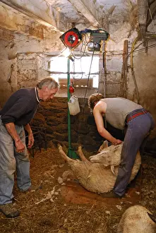Shearing: Mowing a Sheep in a sheepfold Auvergne France