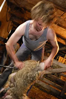 Shearing: Mowing a Sheep in a sheepfold Auvergne France