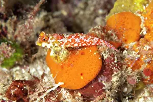 Wayil: Moyer's Dragonet