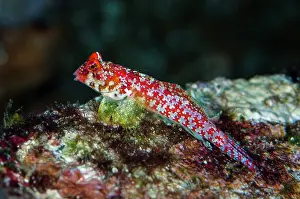 Pura: Moyer's Dragonet