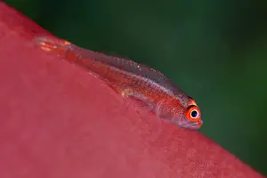 Goby: Mozambique Ghostgoby