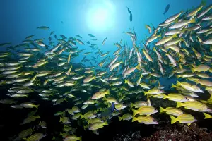 Grunt: Mozambique, Guinjata Bay, Jangamo Beach