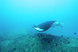 Birostris: Mozambique, Guinjata Bay, Jangamo Beach