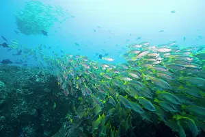 Grunt: Mozambique, Guinjata Bay, Jangamo Beach