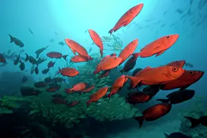 Grunt: Mozambique, Guinjata Bay, Jangamo Beach