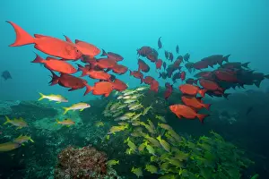 Priacanthus: Mozambique, Guinjata Bay, Jangamo Beach