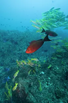 Grunt: Mozambique, Guinjata Bay, Jangamo Beach