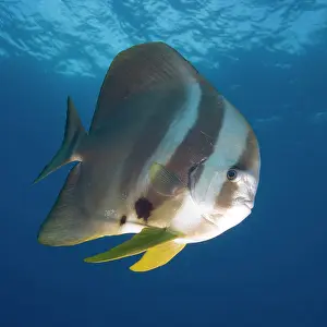 Mozambique: Mozambique, Guinjata Bay, Jangamo Beach