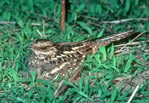 Crepuscular: Mozambique Nightjar - South Luangwa National Park