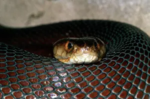 Mossambica: Mozambique Spitting Cobra