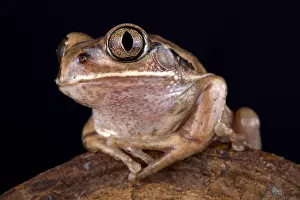 Malawi: The Mozambique tree frog (Leptopelis mossambicus)