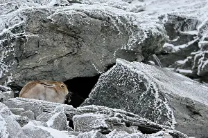 Timidus: Mpuntain Hare ( Lepus timidus ) brown coat in late