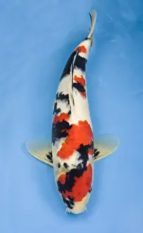Carp: Mruten showa koi carp in an turquoise water
