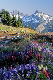 Lupine: Mt. Rainier National Park, WA, USA. Wildflowers