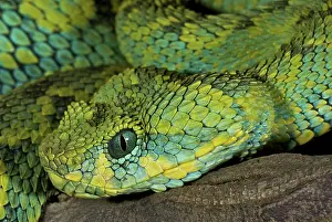 Mt Rungwe Bush Viper
