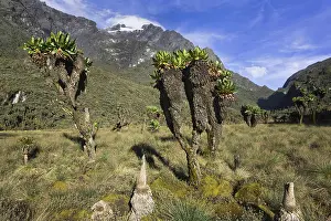 Albertine: Mt. Stanley (5119m) seen from Bujuku bog