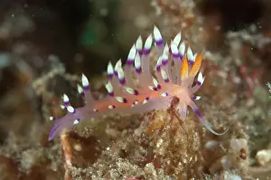 Flabellina: Much-desired Flabellina Nudibranch