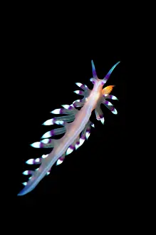 Flabellina: Much-desired Flabellina Nudibranch