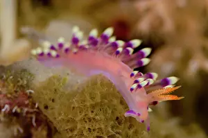 Cerata: Much-desired Flabellina Nudibranch