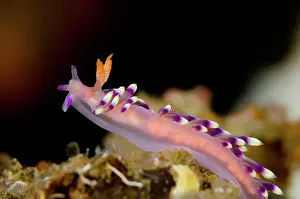 Cerata: Much-desired Flabellina Nudibranch