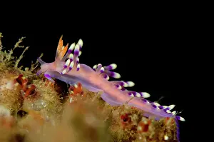 Cerata: Much-desired Flabellina Nudibranch