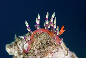 Cerata: Much-desired Flabellina Nudibranch - Pyramids dive
