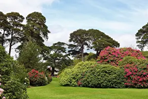 Ericaceous: Muckross Gardens in spring, blossoming rhododendron